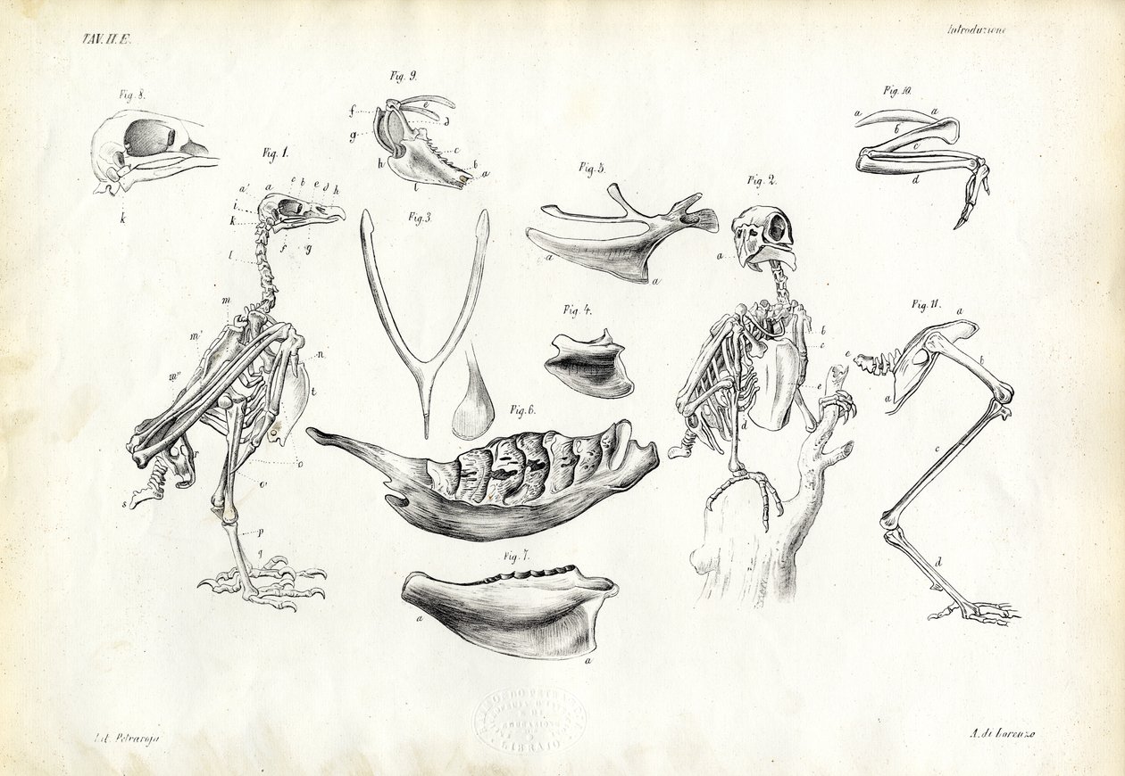 Anatomi, 1863-79 by Raimundo Petraroja