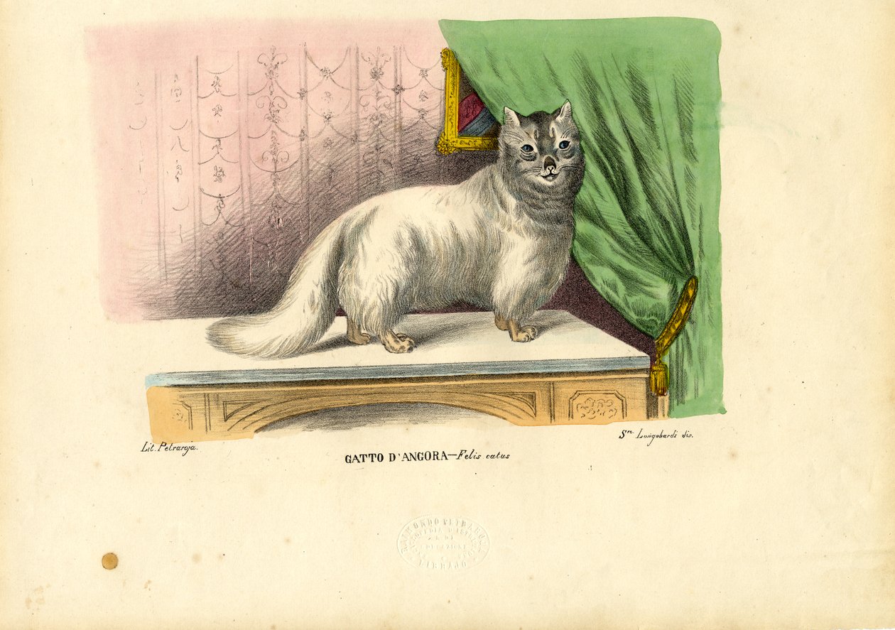 Ankara Kedisi, 1863-79 by Raimundo Petraroja