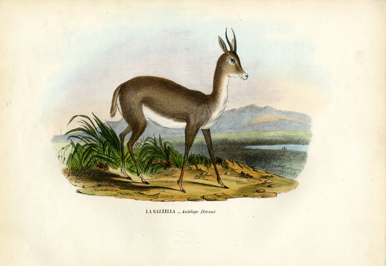 Arap Ceylanı, 1863-79 by Raimundo Petraroja