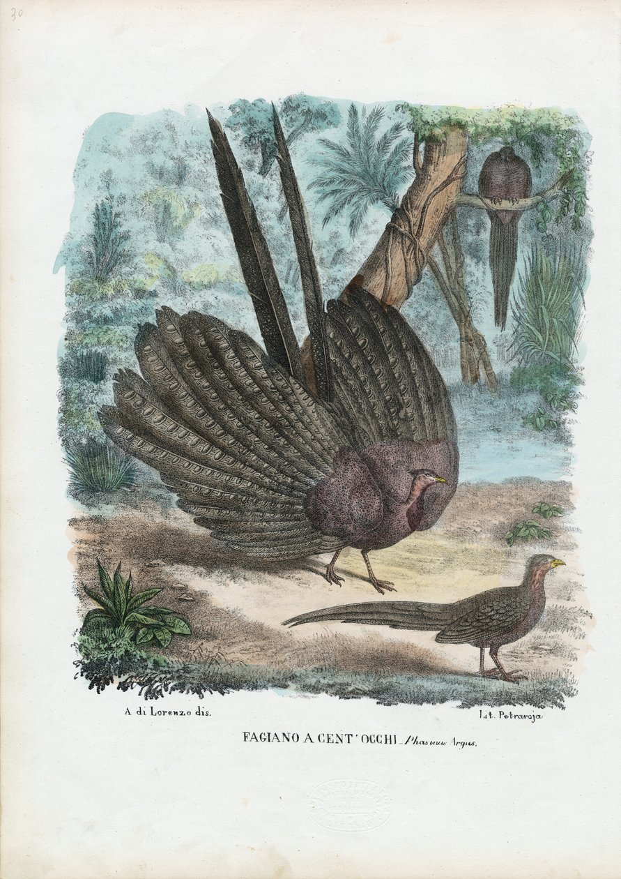 Argus Pheasant, 1863-79  by Raimundo Petraroja