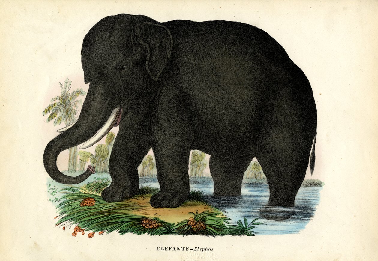 Asya Fili, 1863-79 by Raimundo Petraroja