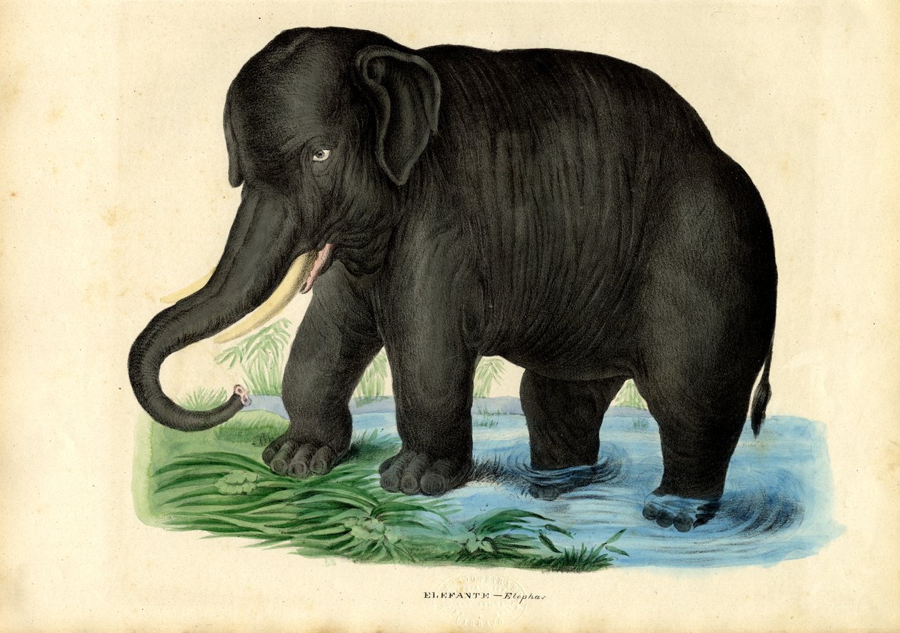 Asya Fili, 1863-79 by Raimundo Petraroja