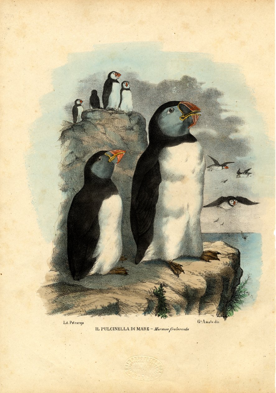 Atlantik martı, 1863-79 by Raimundo Petraroja