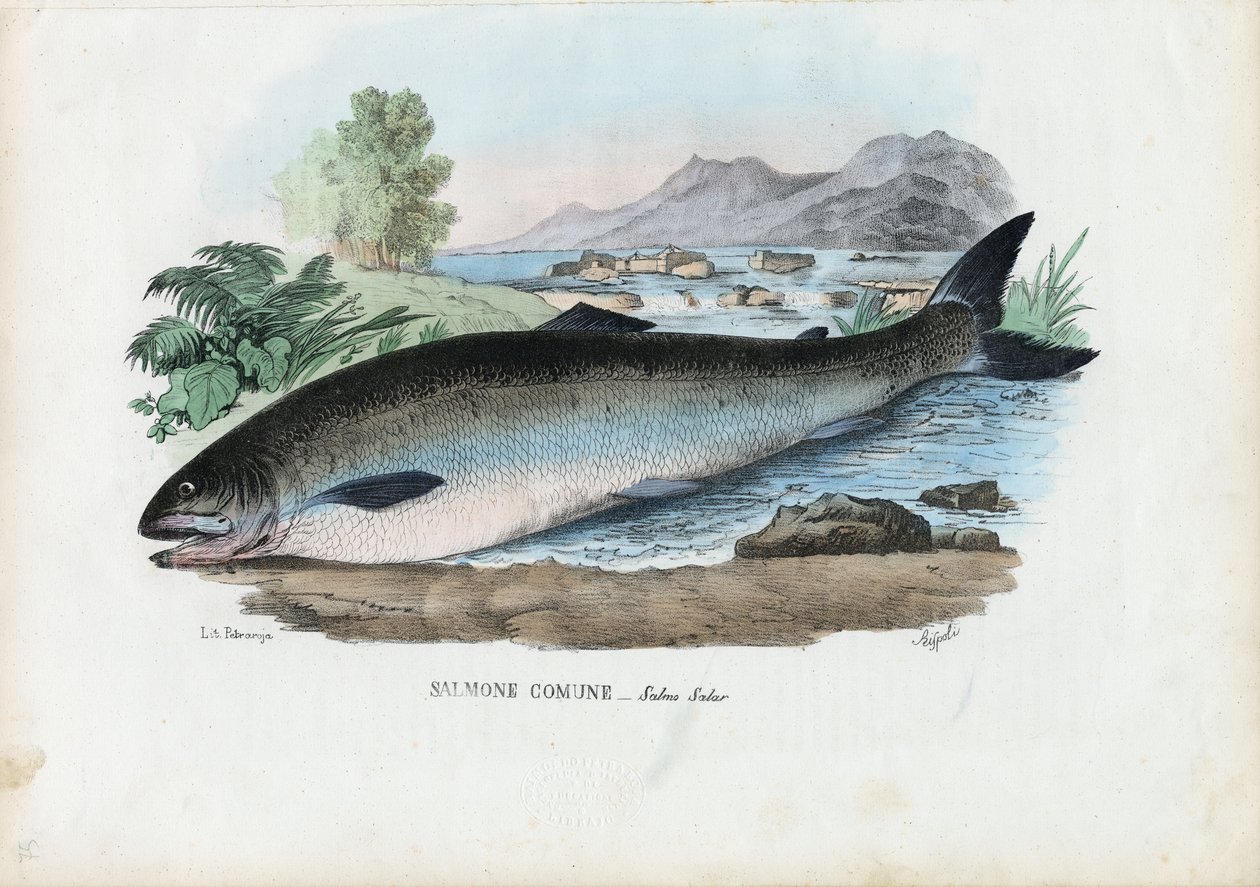Atlantik Somonu, 1863-79 by Raimundo Petraroja