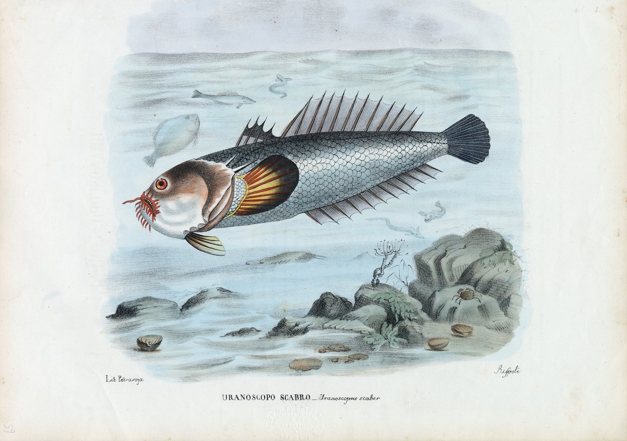 Atlantik Yıldız Gözlemcisi, 1863-79 by Raimundo Petraroja
