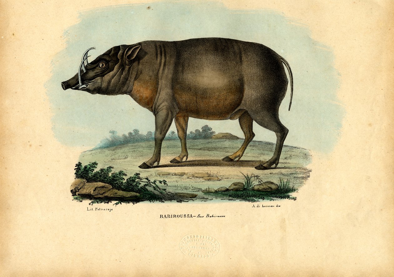 ಬಾಬಿರುಸಾ, 1863-79 ಟರ್ಕಿ by Raimundo Petraroja