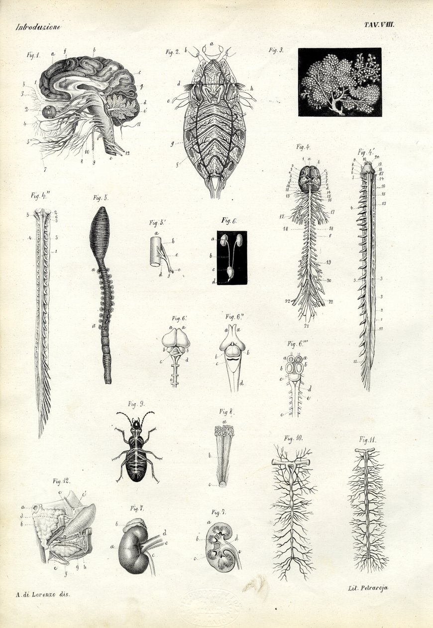 Omurgalar, 1863-79 by Raimundo Petraroja
