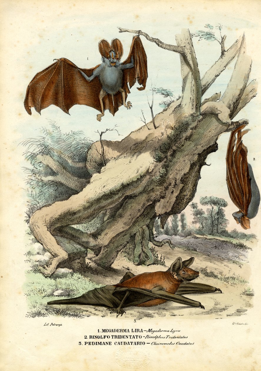 Yarasalar, 1863-79 by Raimundo Petraroja