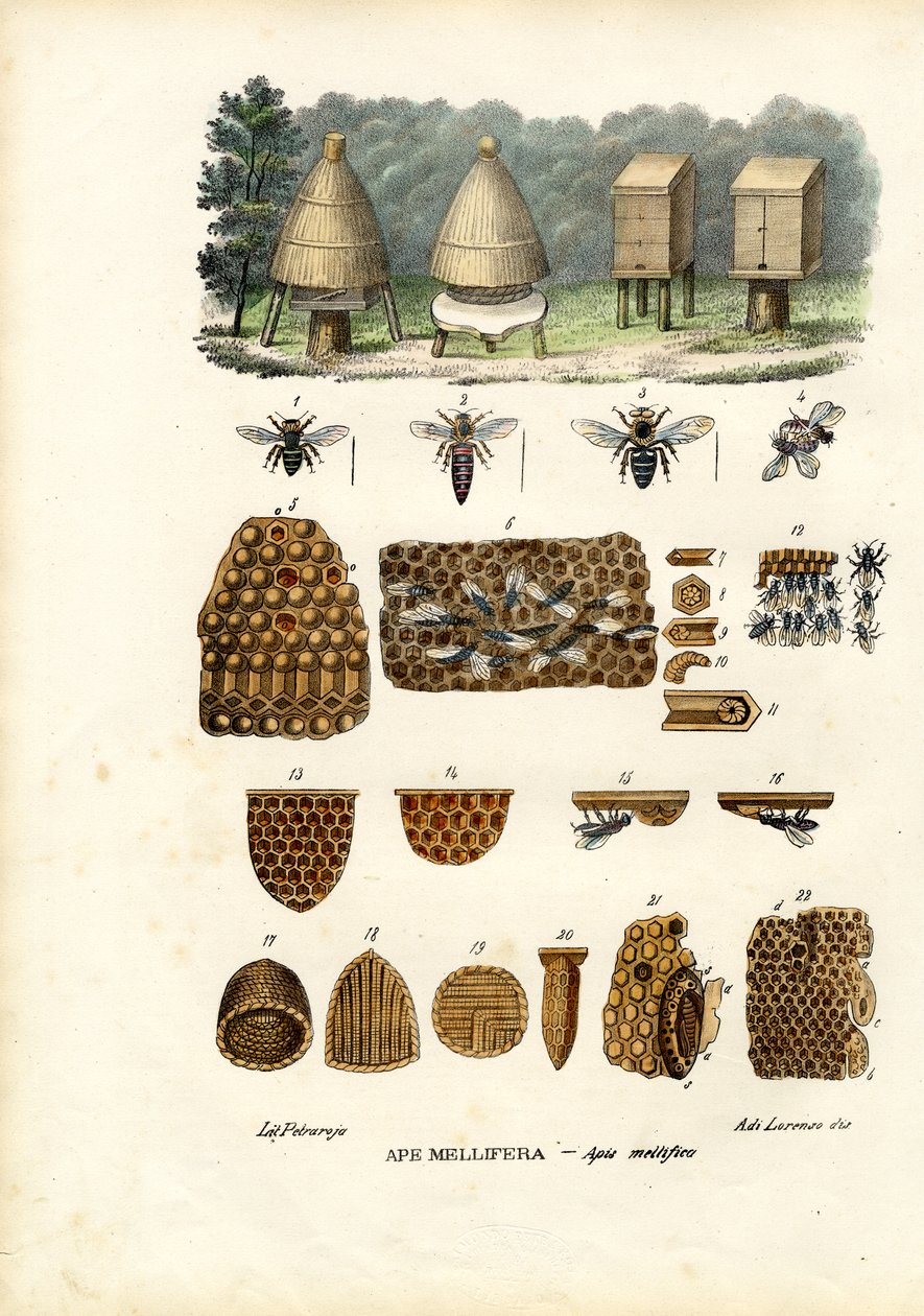 Arılar, 1863-79 by Raimundo Petraroja