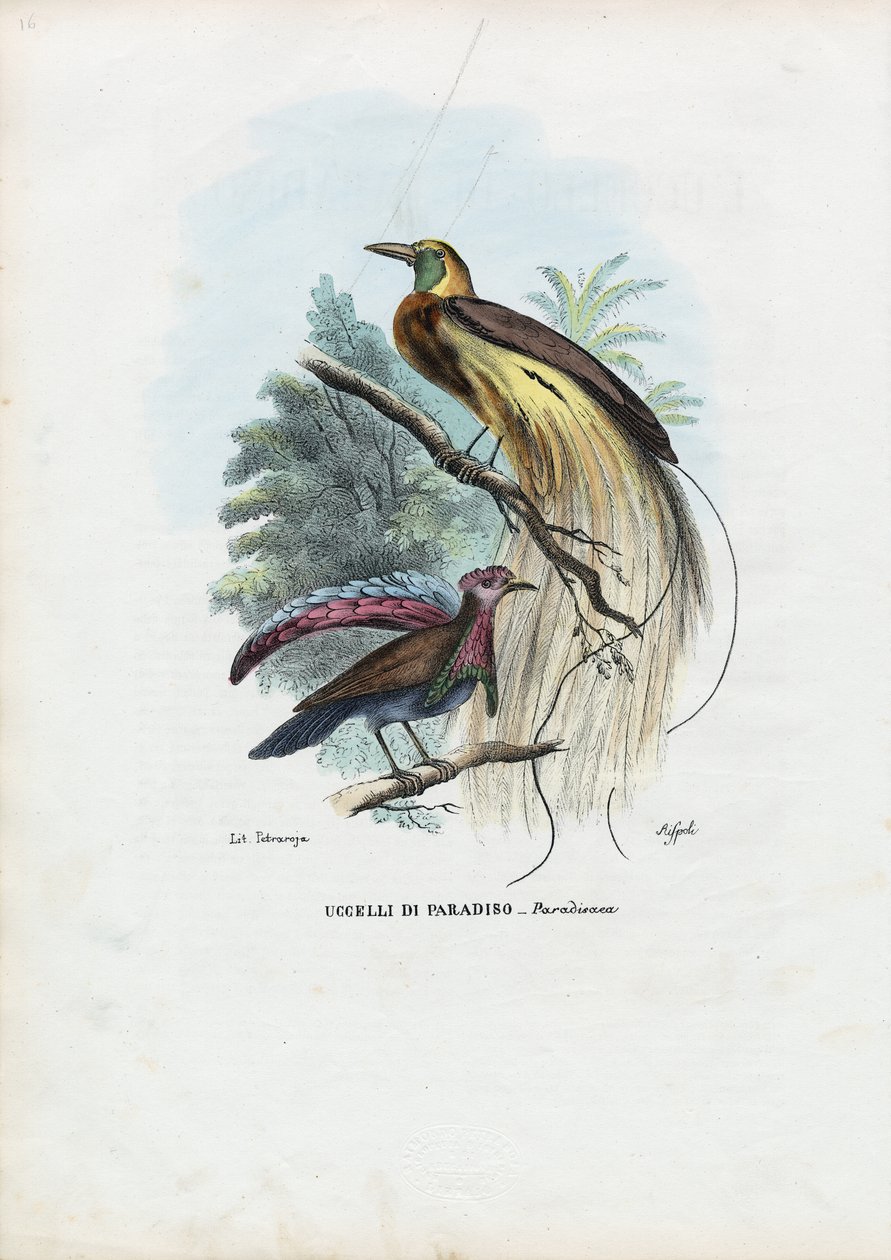 Cennet Kuşu, 1863-79 by Raimundo Petraroja