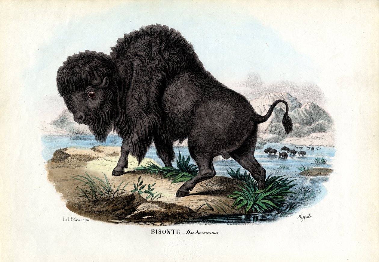 Bizon, 1863-79 by Raimundo Petraroja