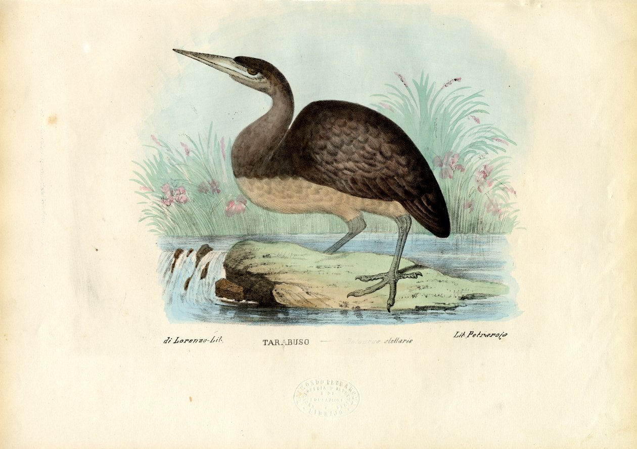 Acı, 1863-79 by Raimundo Petraroja