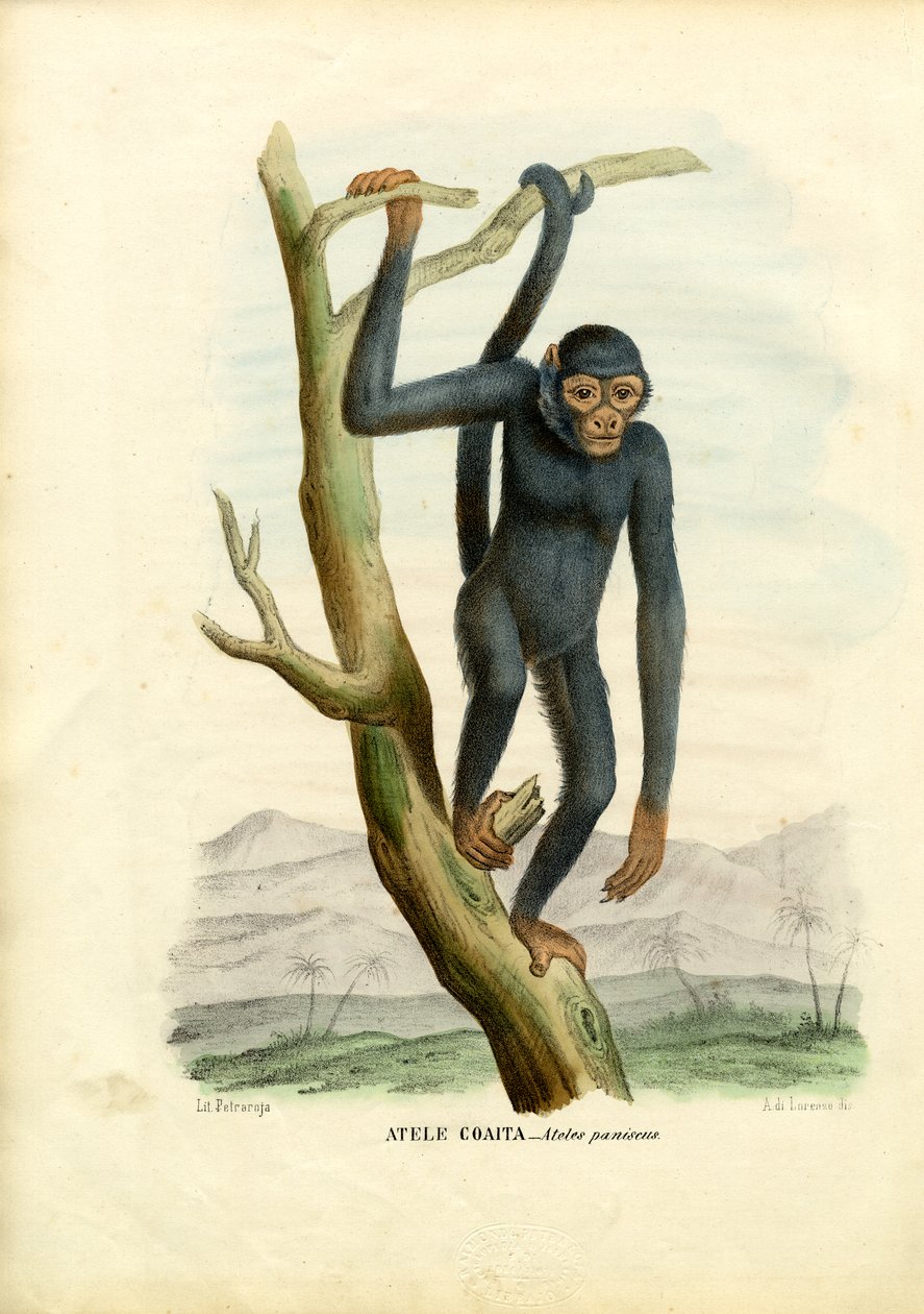 Kara Örümcek Maymun, 1863-79 by Raimundo Petraroja