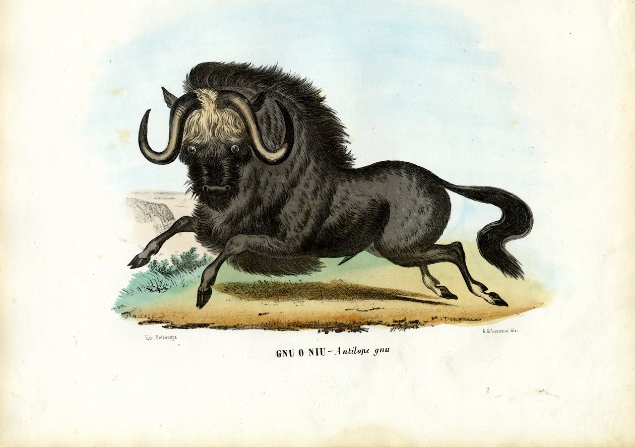 Kara Antilop, 1863-79 by Raimundo Petraroja