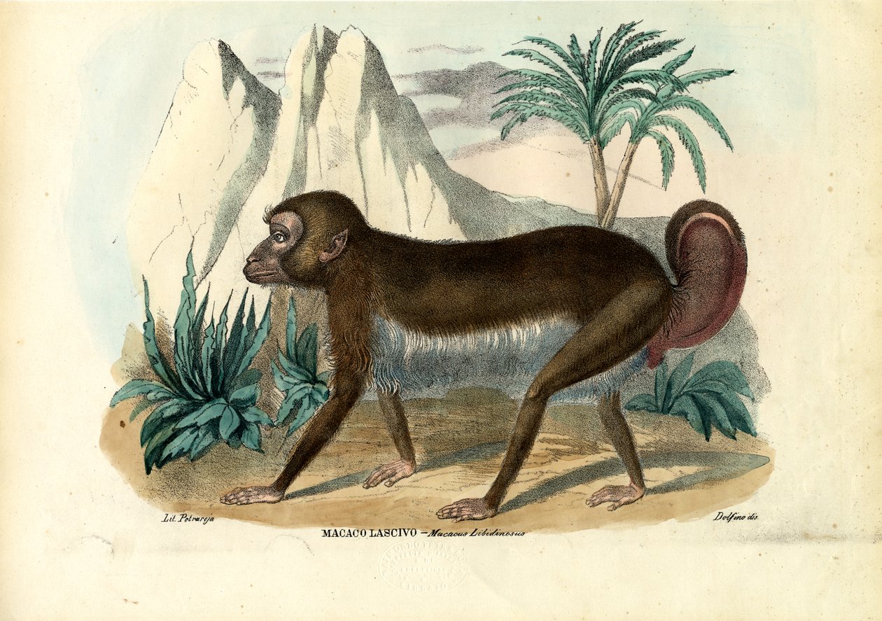Siyah Çizgili Capuchin, 1863-79 by Raimundo Petraroja