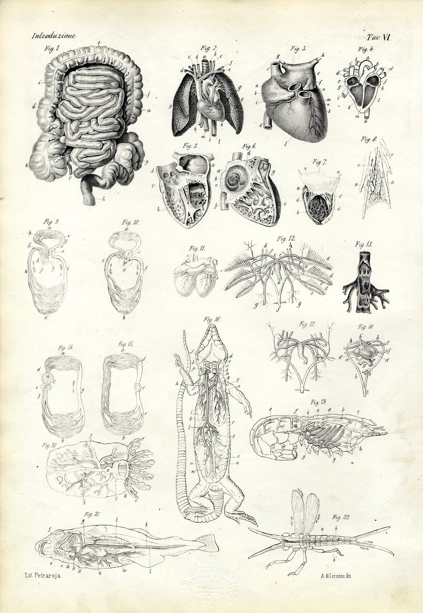 Kan Sistemi, 1863-79 by Raimundo Petraroja