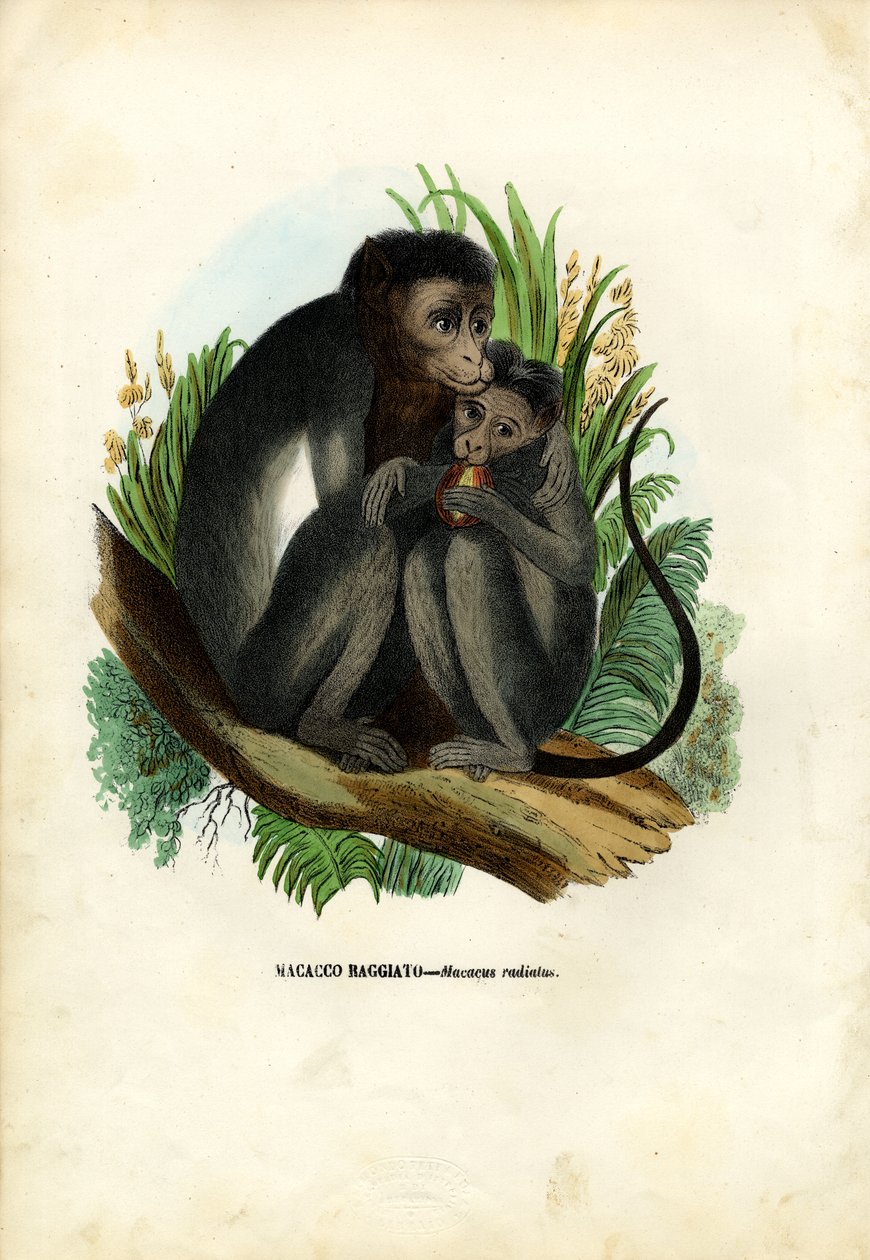 Bonnet Maymun, 1863-79 by Raimundo Petraroja