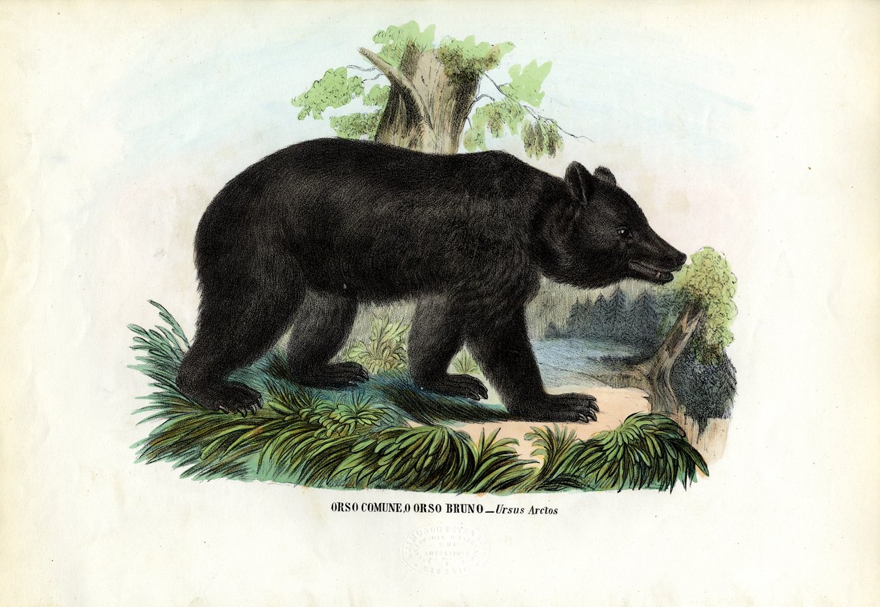Boz Ayı, 1863-79 by Raimundo Petraroja
