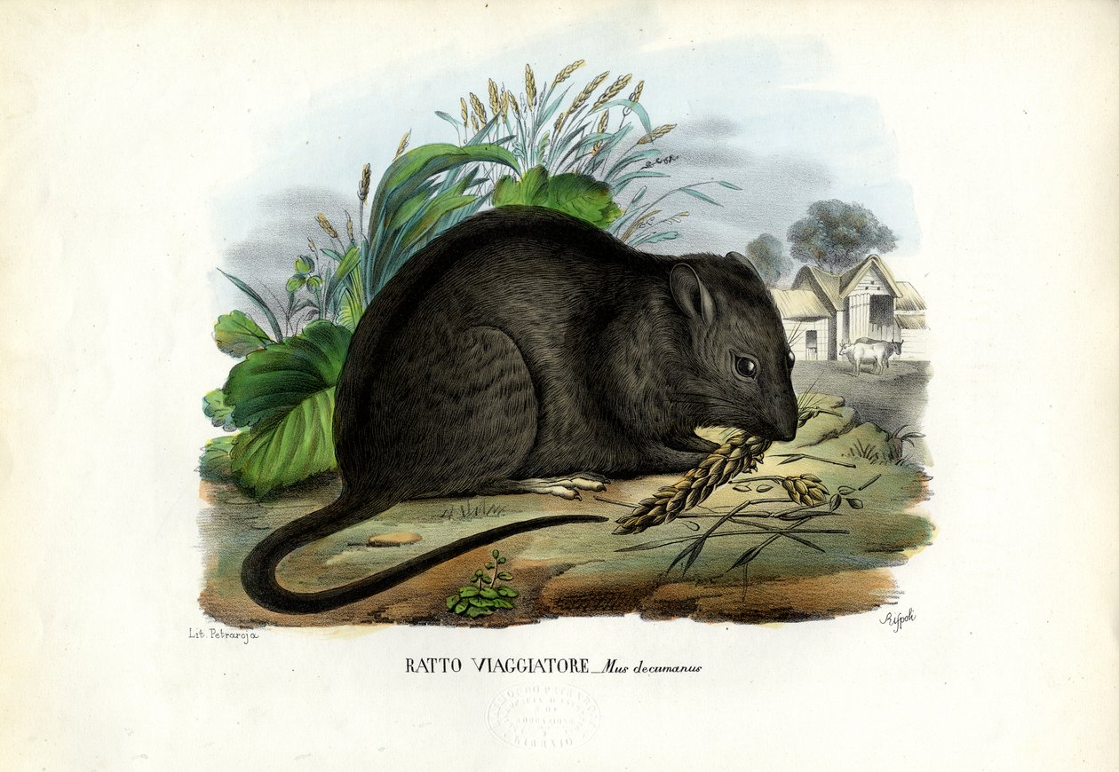 Kahverengi Sıçan, 1863-79 by Raimundo Petraroja