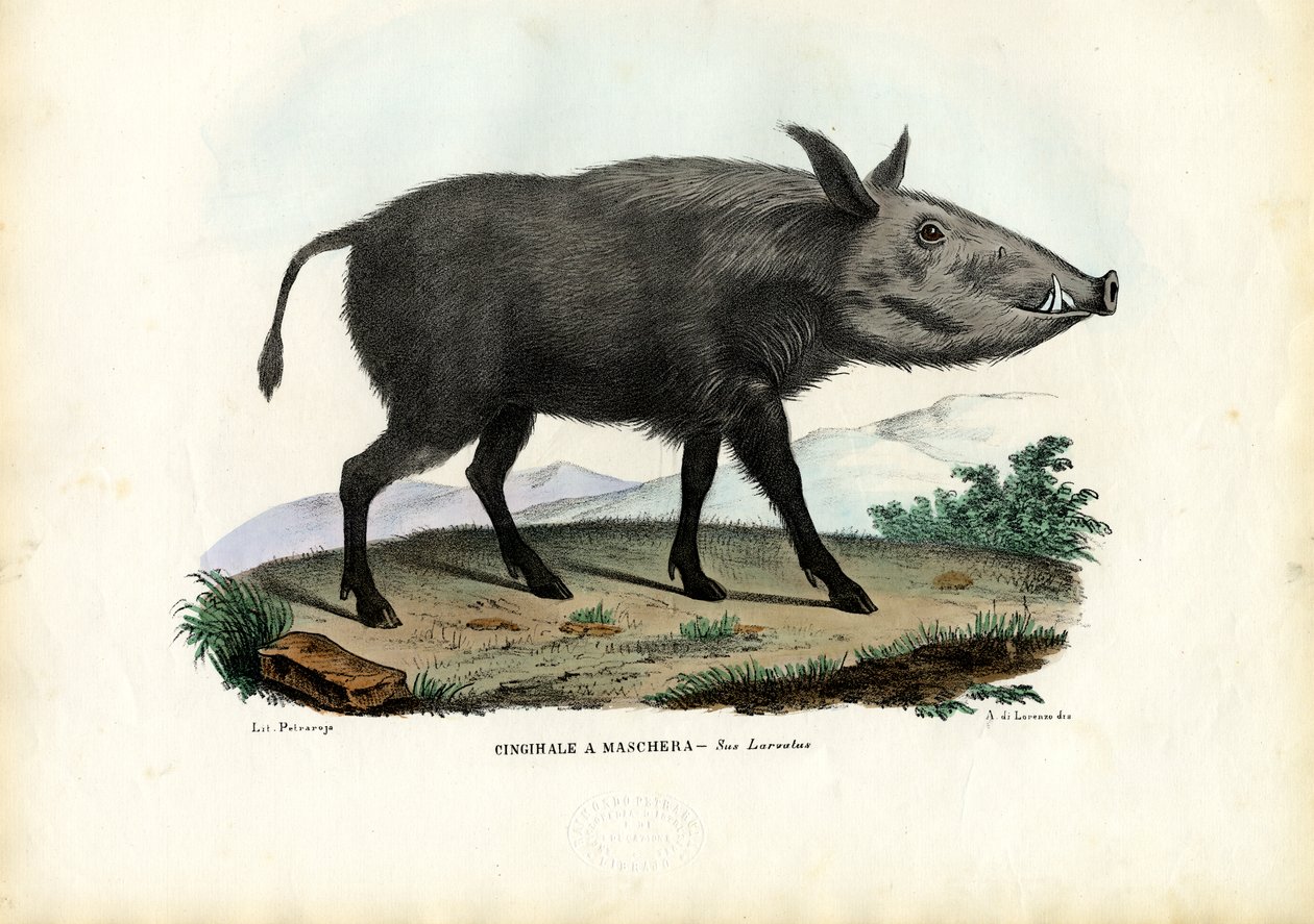 ಬುಶ್ಪಿಗ್, 1863-79 ಟರ್ಕಿಶ್ by Raimundo Petraroja