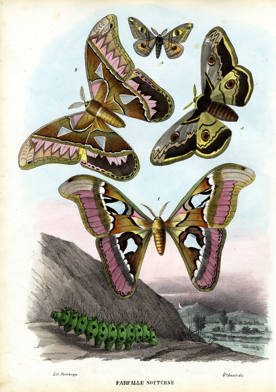 ಚಿಟ್ಟೆಗಳು, 1863-79 ಟರ್ಕಿ by Raimundo Petraroja