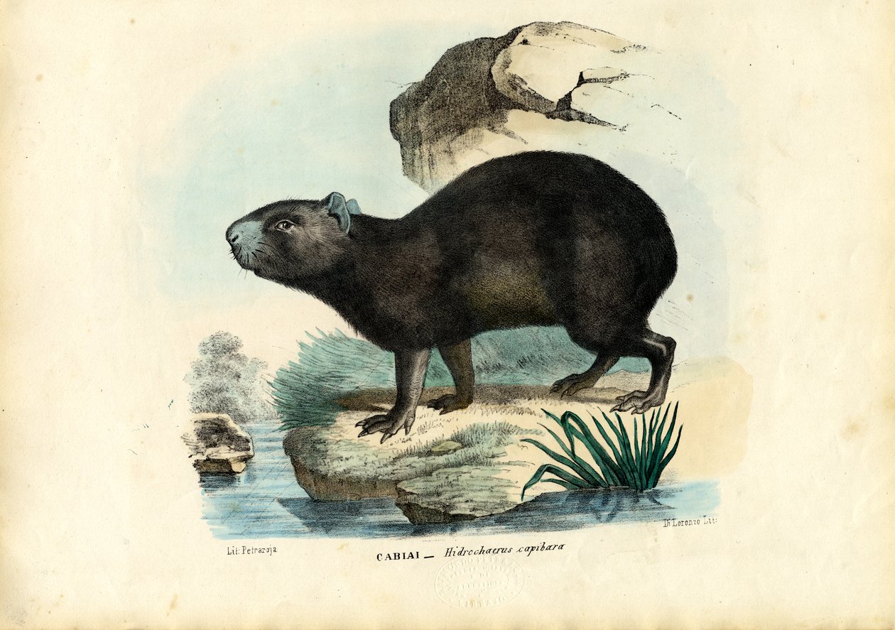 Kapibara, 1863-79 by Raimundo Petraroja
