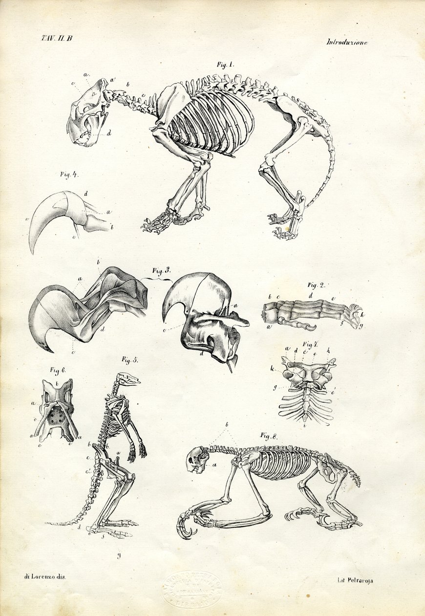 Kedi, 1863-79 by Raimundo Petraroja