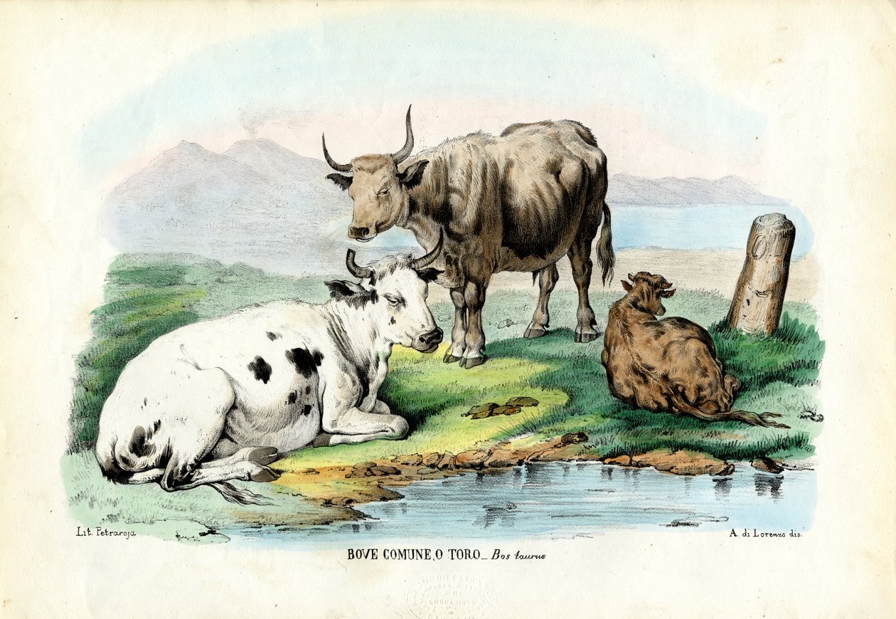 Sığır, 1863-79 by Raimundo Petraroja