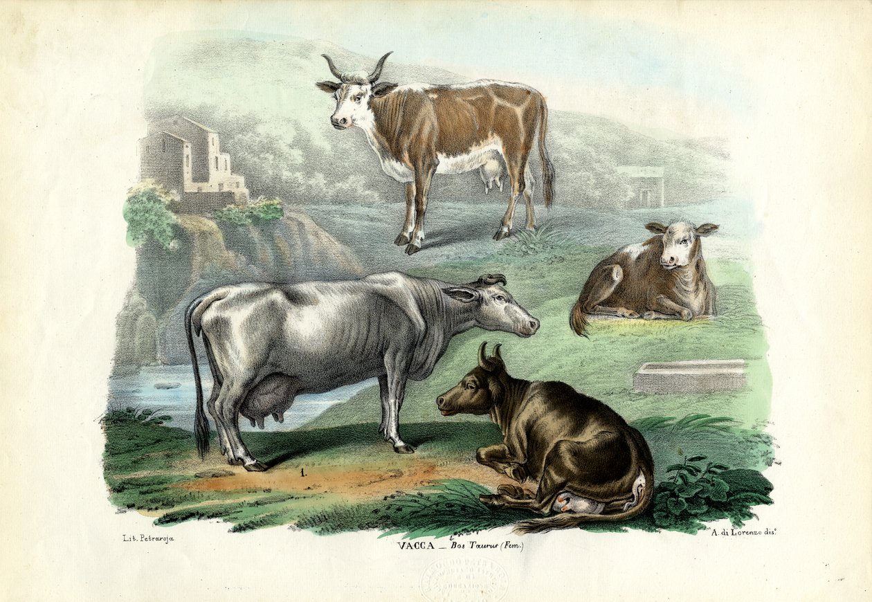 ಜಾನುವಾರು, 1863-79 ಟರ್ಕಿ by Raimundo Petraroja