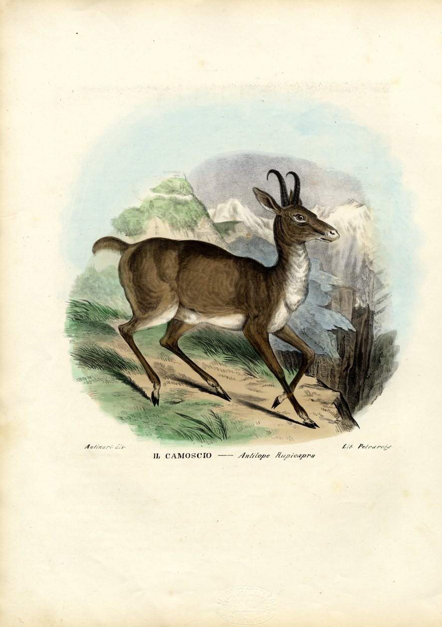 güderi, 1863-79 by Raimundo Petraroja
