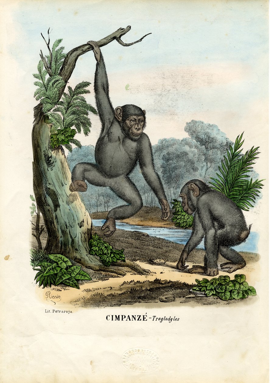 Şempanze, 1863-79 by Raimundo Petraroja