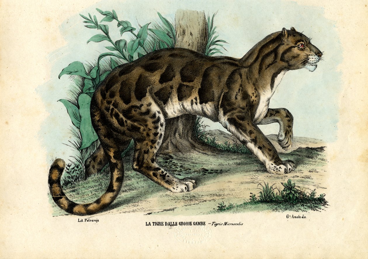 Bulutlu Leopar, 1863-79 by Raimundo Petraroja