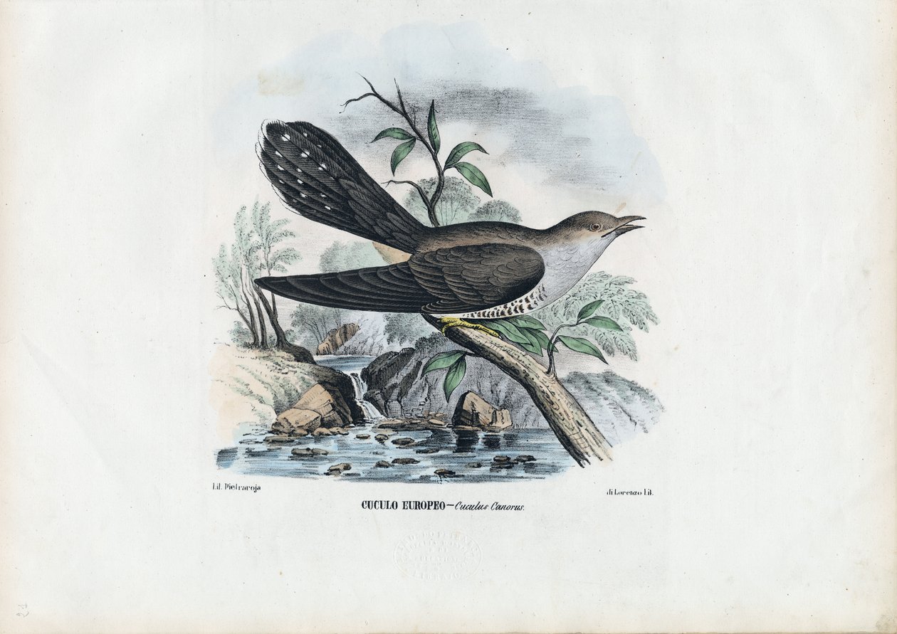 Guguk Kuşu, 1863-79 by Raimundo Petraroja