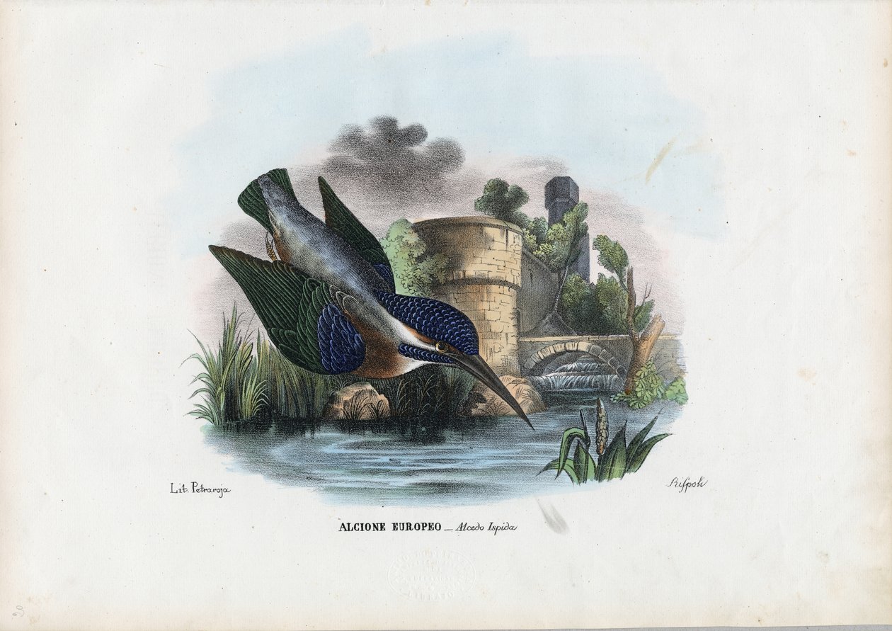 Ortak Yalıçapkını, 1863-79 by Raimundo Petraroja