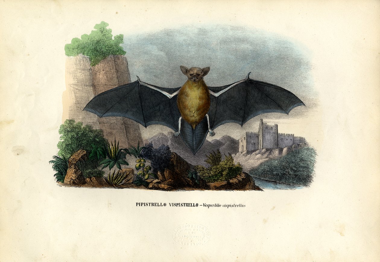 Ortak Pipistrelle, 1863-79 by Raimundo Petraroja