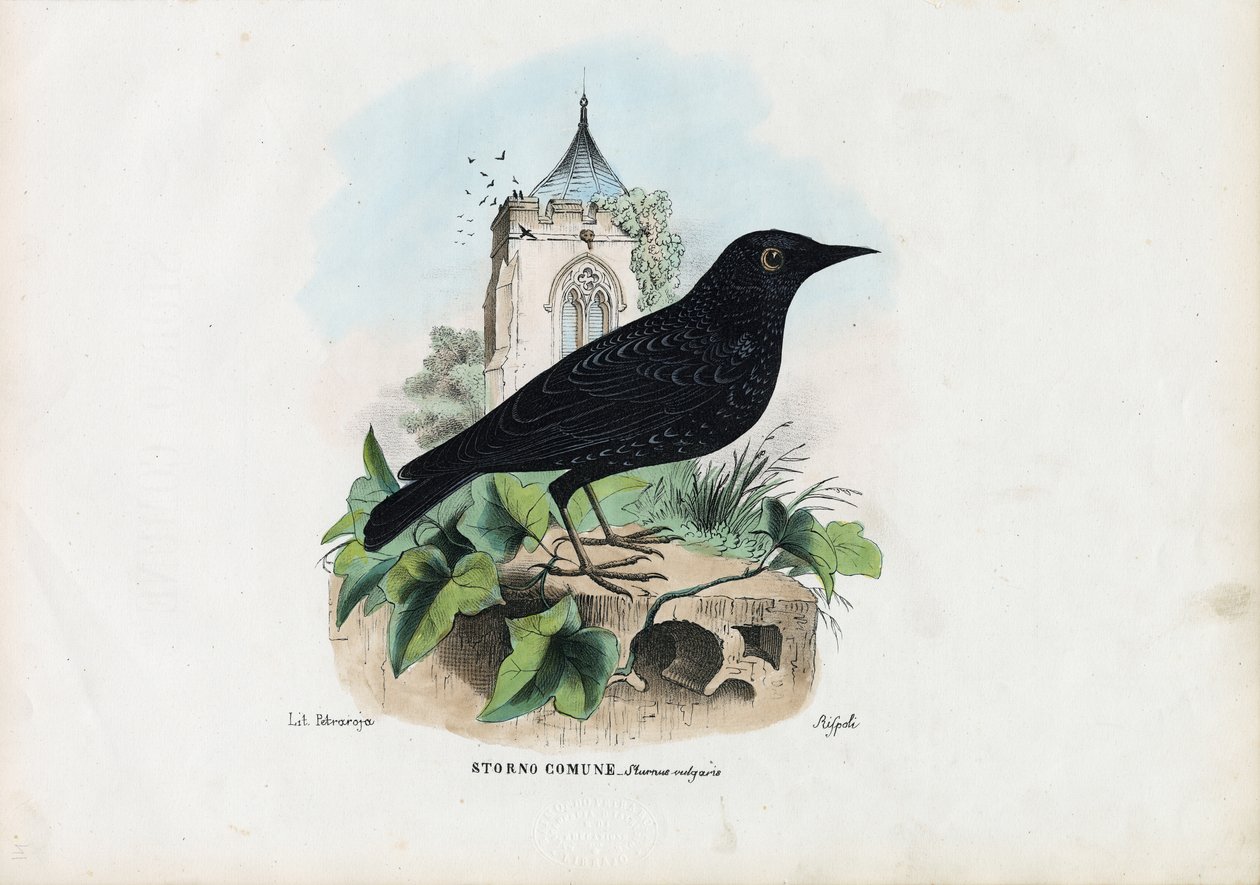 Adi Starling, 1863-79 by Raimundo Petraroja