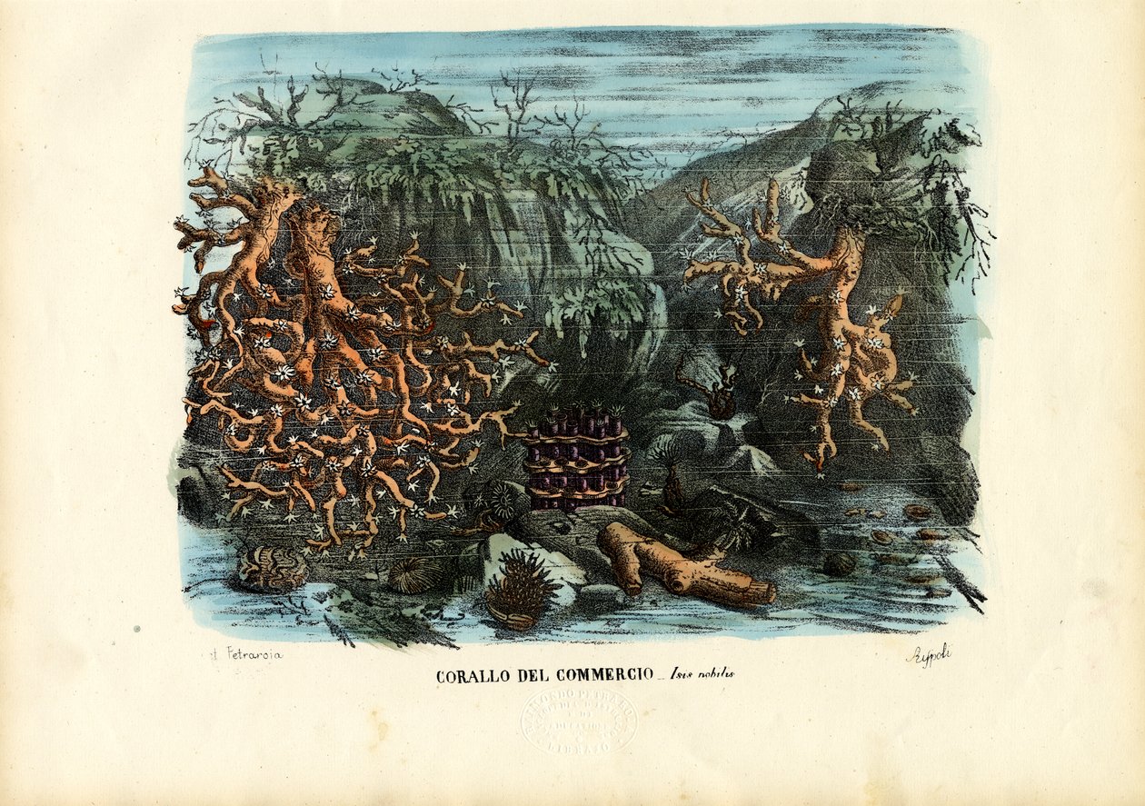 ಹವಳಗಳು, 1863-79 ಟರ್ಕ್ by Raimundo Petraroja