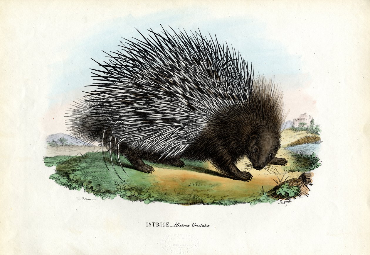 Tepeli Kirpi, 1863-79 by Raimundo Petraroja