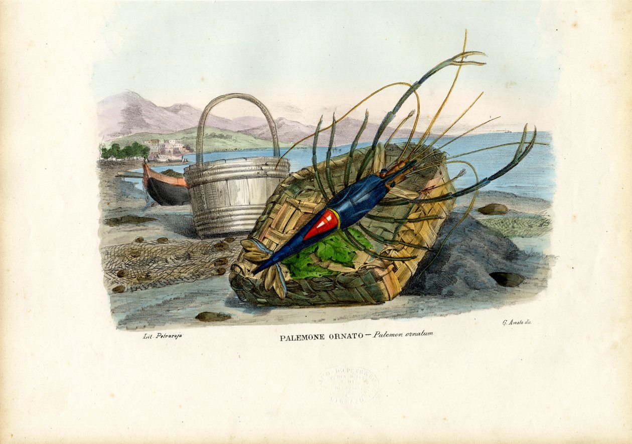Kabuklular, 1863-79 by Raimundo Petraroja