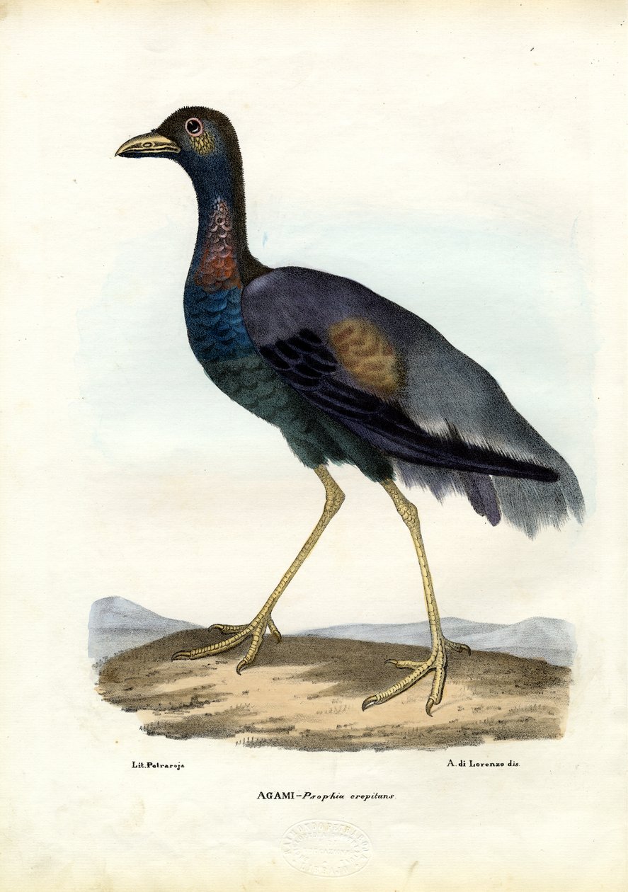 Kara Kanatlı Trompetçi, 1863-79 by Raimundo Petraroja