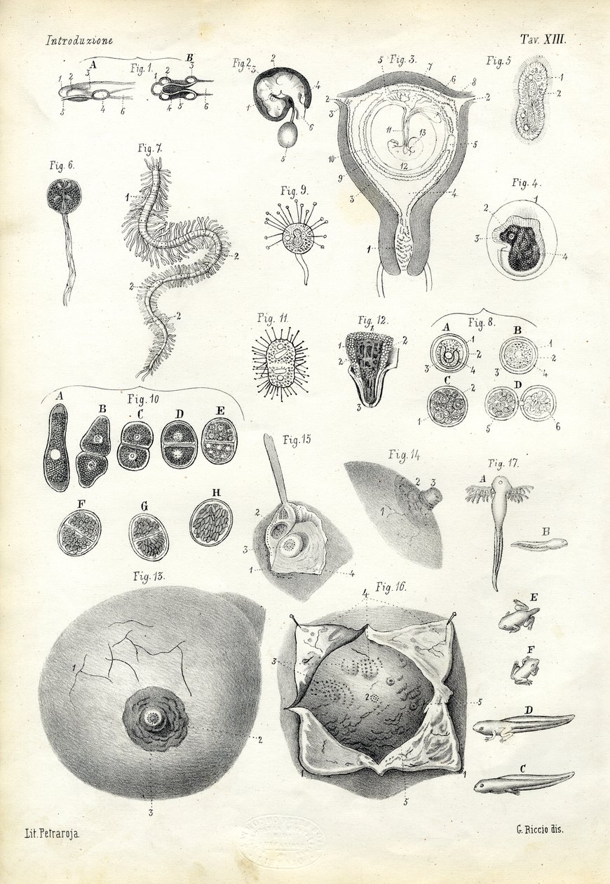 Development, 1863-79  by Raimundo Petraroja