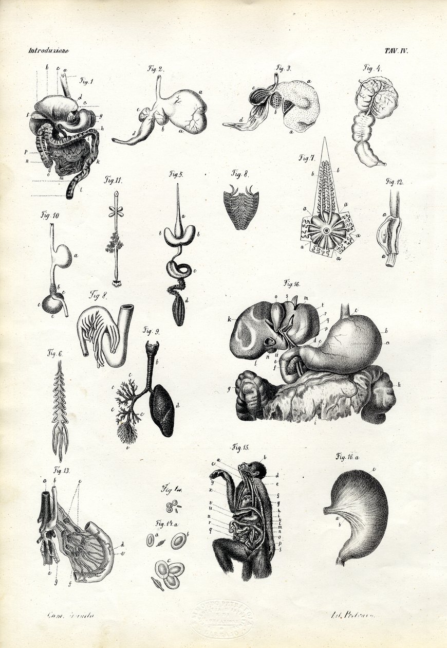 ಜೀರ್ಣಕಾರಿ ಅಂಗಗಳು, 1863-79 ಟರ್ಕ್ by Raimundo Petraroja