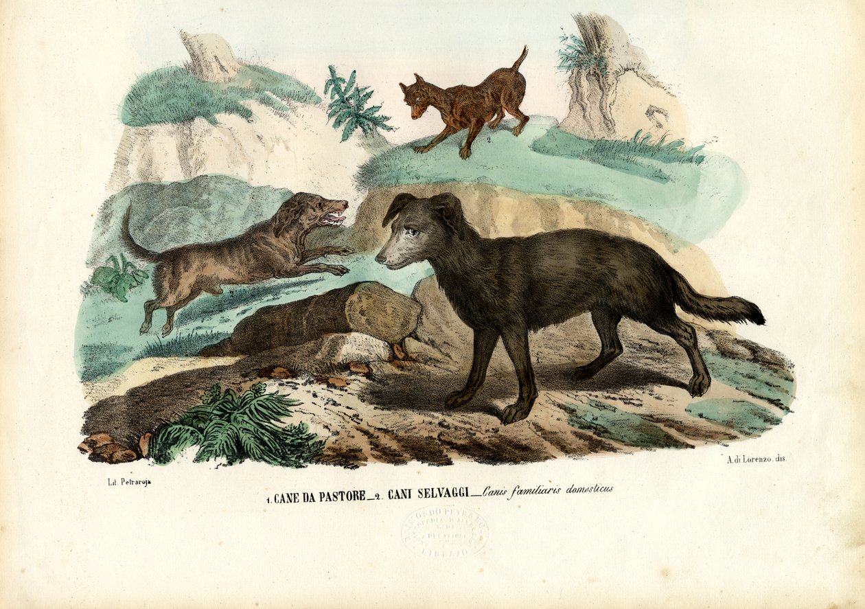 Köpekler, 1863-79 by Raimundo Petraroja