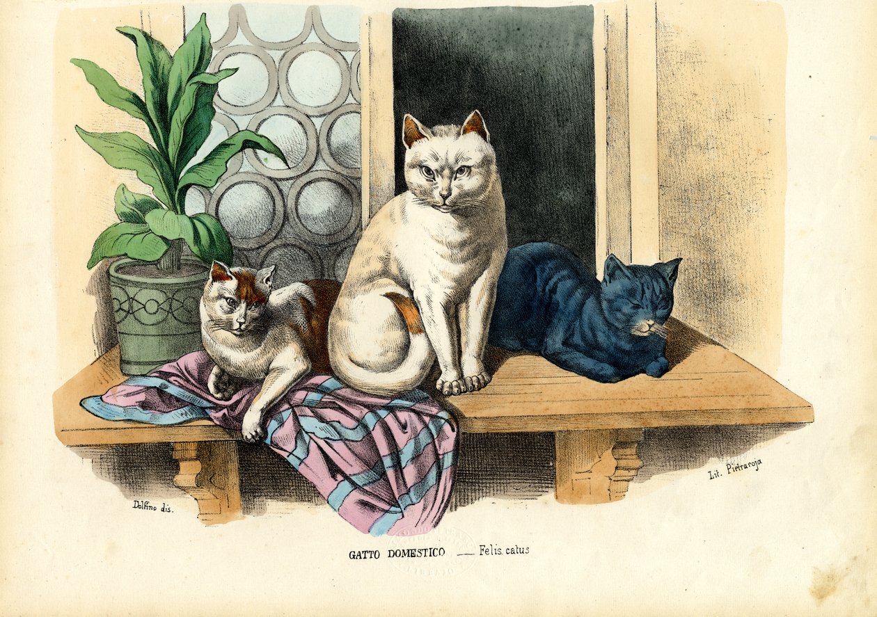 Yerli Kedi, 1863-79 by Raimundo Petraroja
