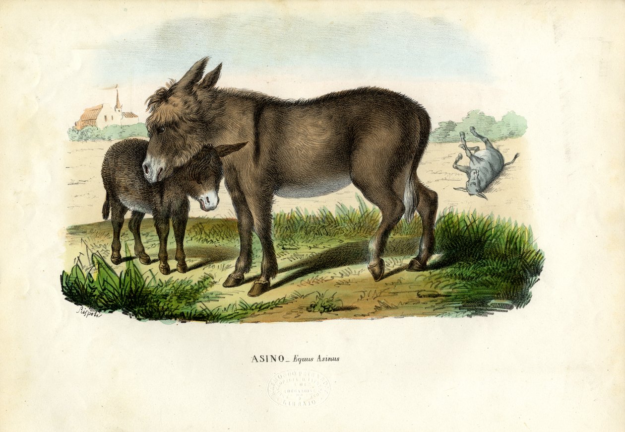 Eşek, 1863-79 by Raimundo Petraroja