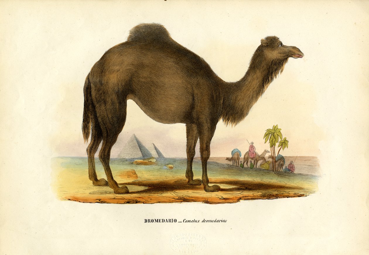 ಡ್ರೊಮೆಡರಿ, 1863-79 ಟರ್ಕ್ by Raimundo Petraroja