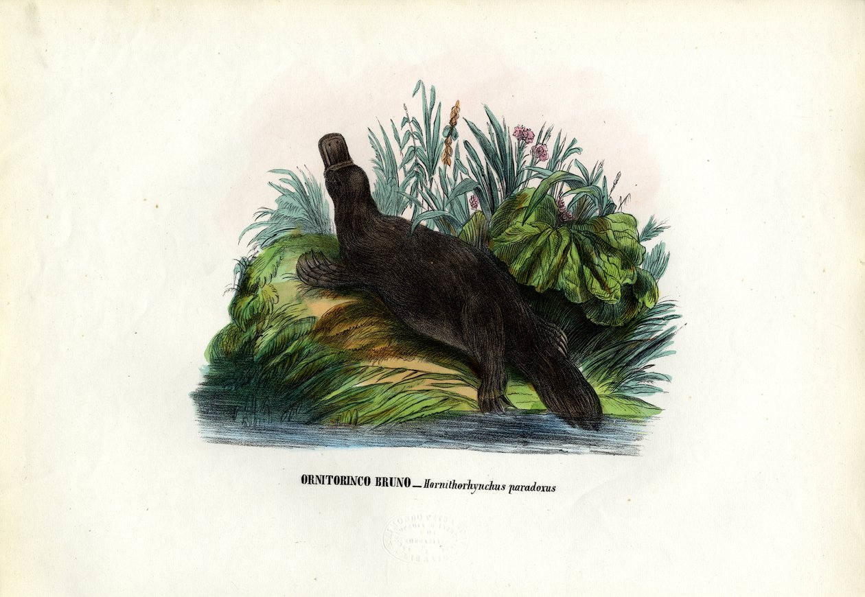 Ördek Gagalı Platypus, 1863-79 by Raimundo Petraroja