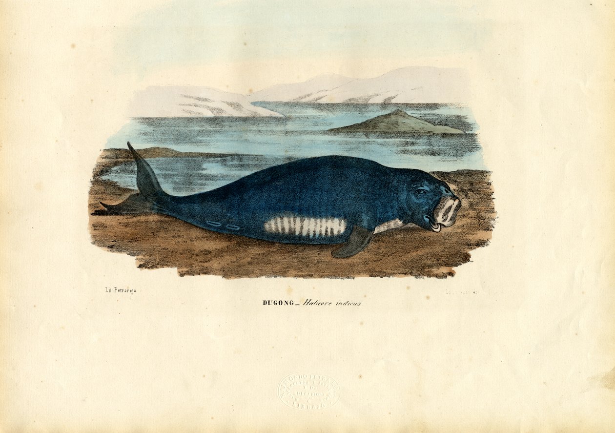 Dugong, 1863-79 by Raimundo Petraroja