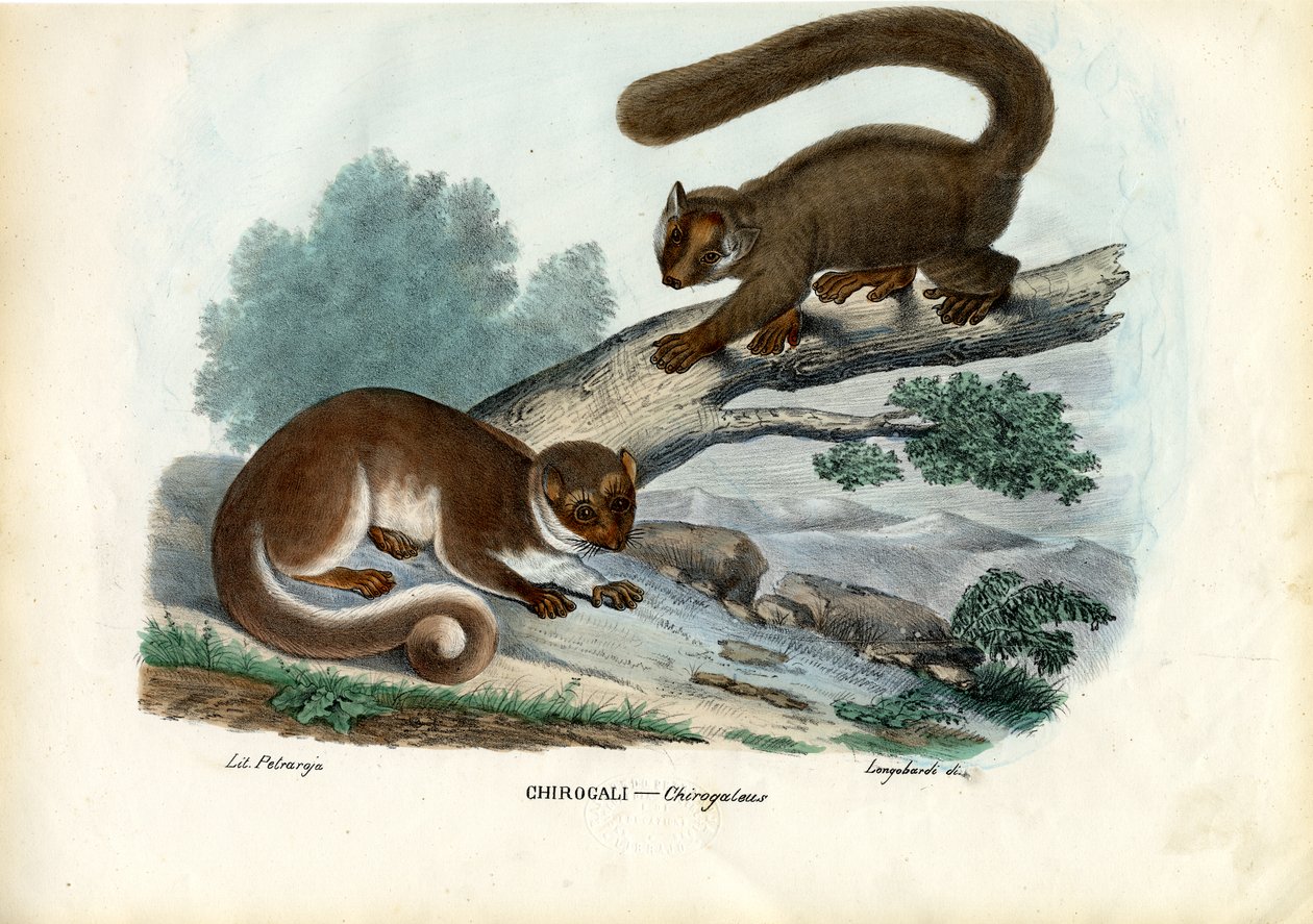 Cüce Lemur, 1863-79 by Raimundo Petraroja