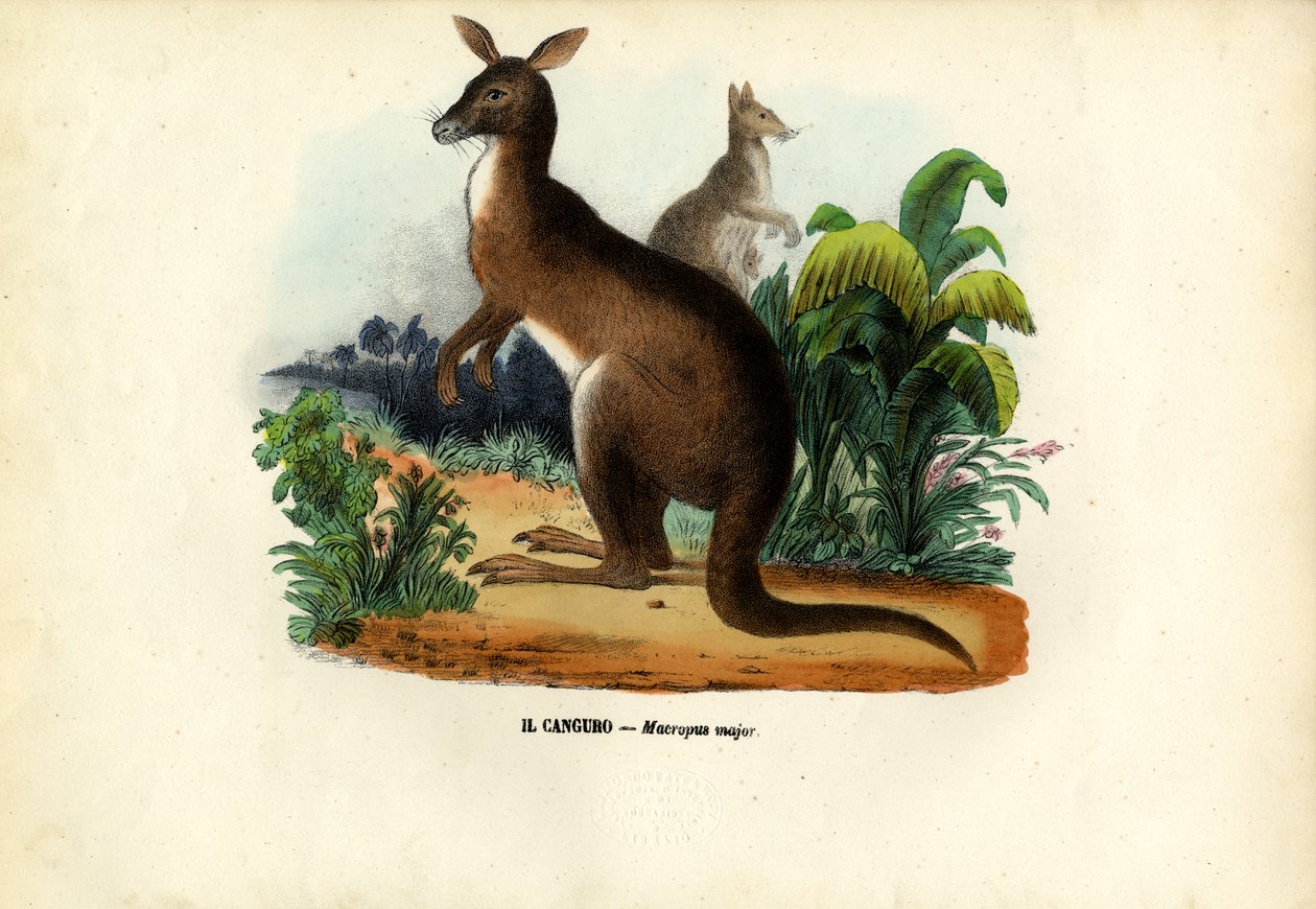 Doğu Gri Kanguru, 1863-79 by Raimundo Petraroja